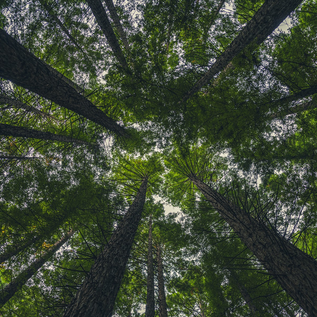 Tree Tops
