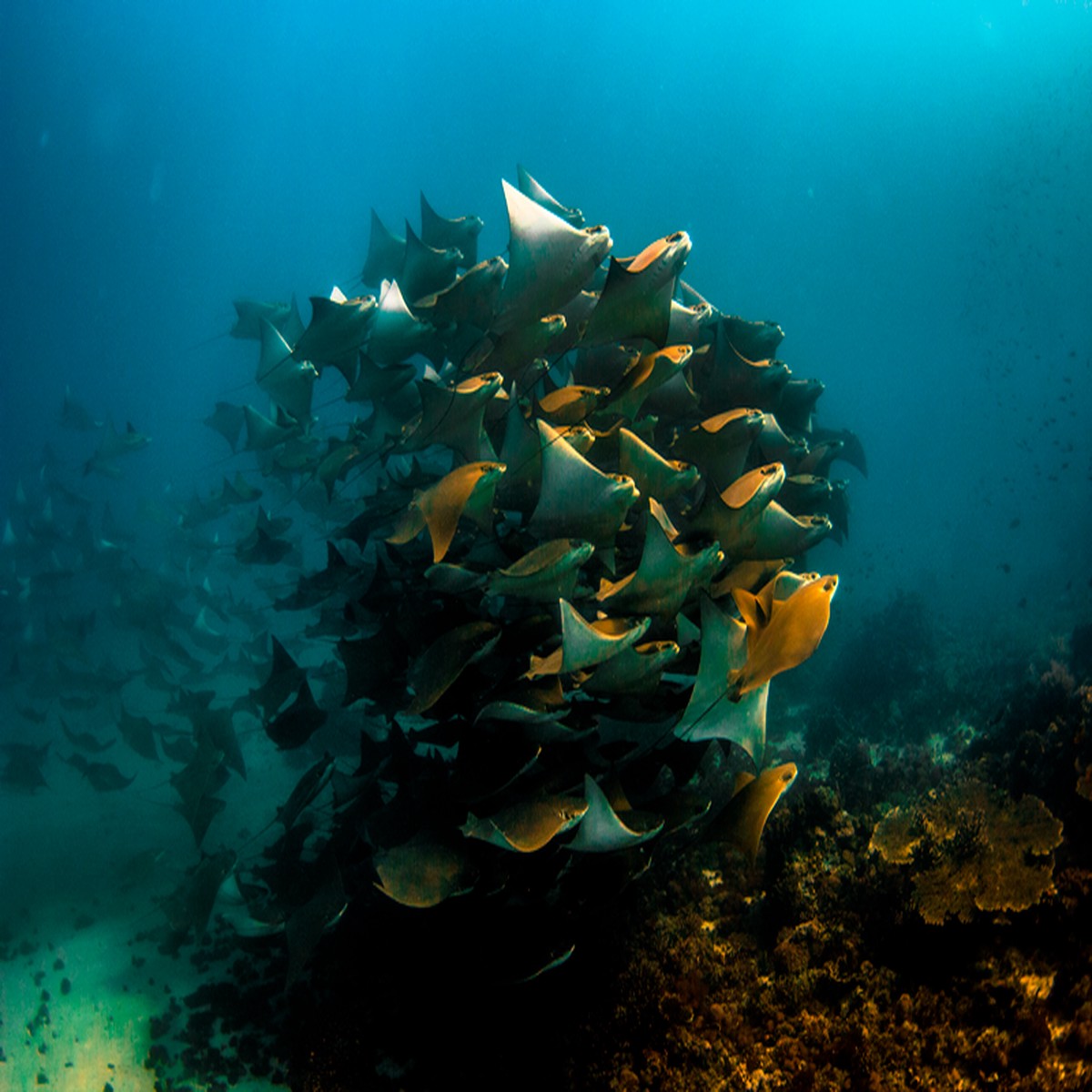 UFOs - UNDERWATER FLAPPING OBJECTS