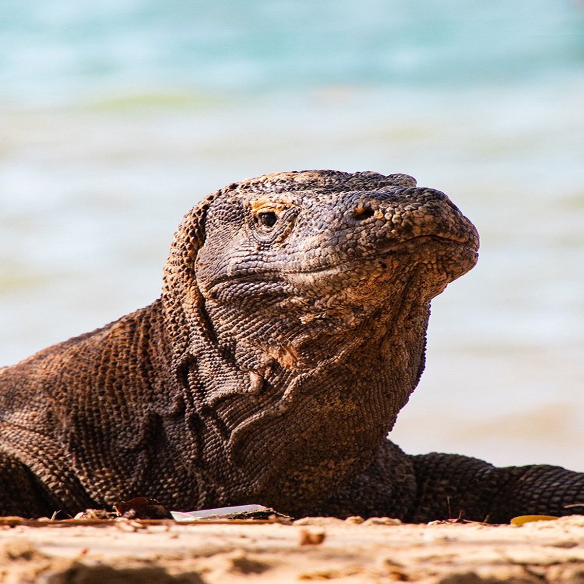 Komodo Dragon
