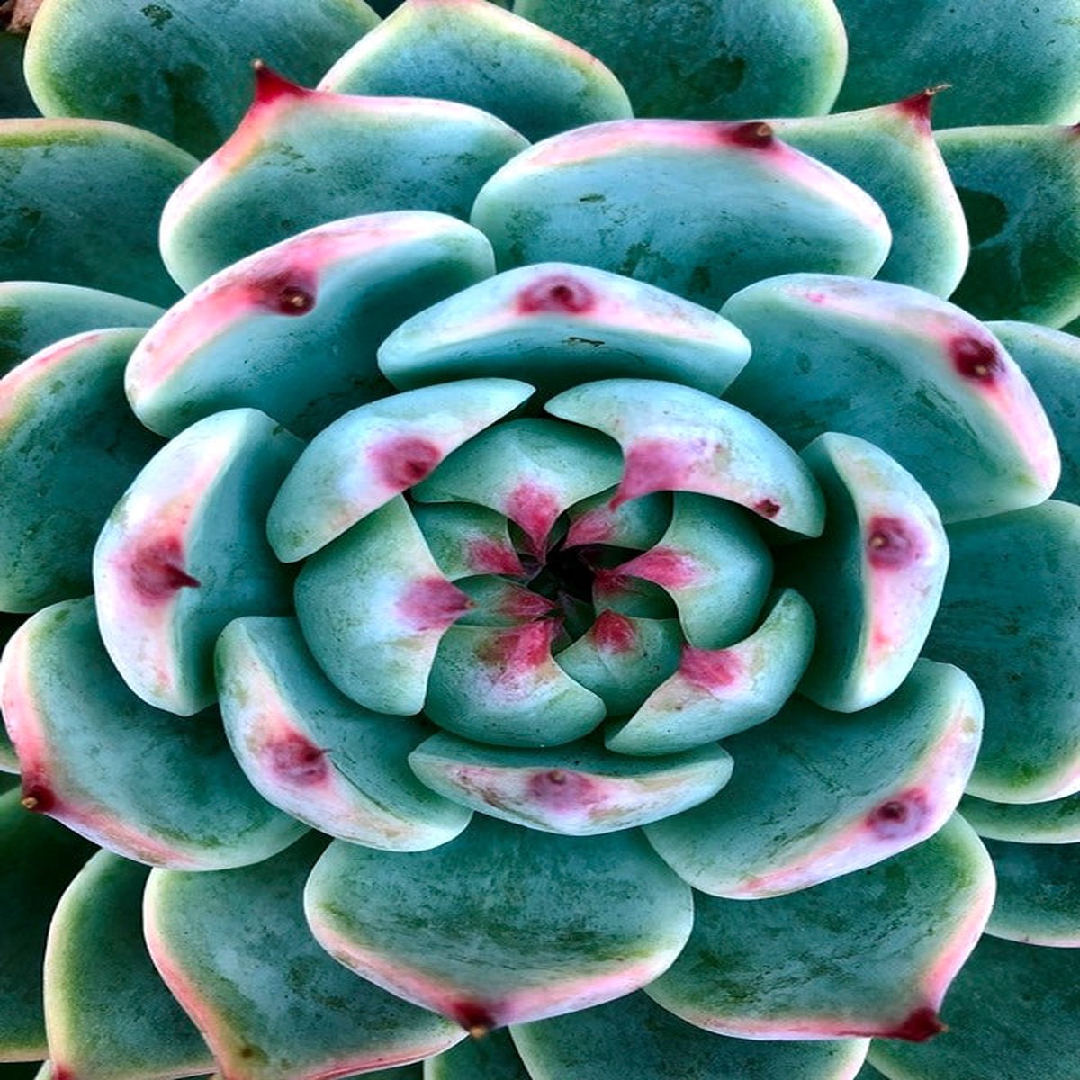 Succulent up Close